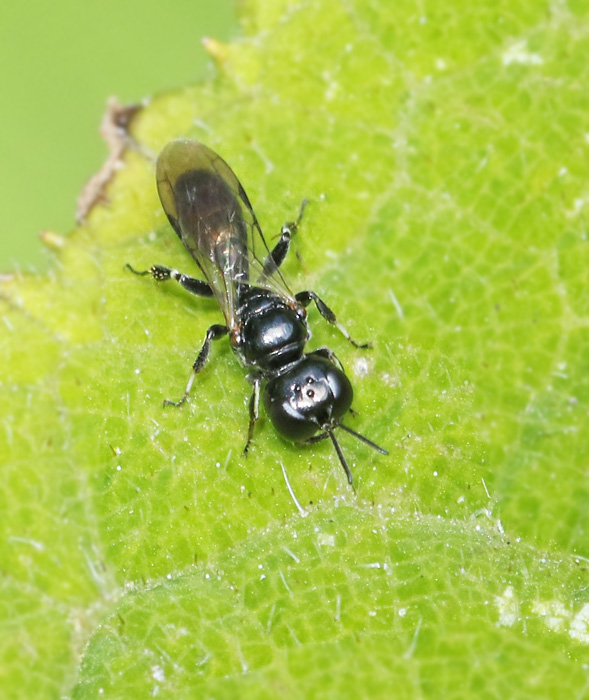 Crossocerus annulipes.jpg