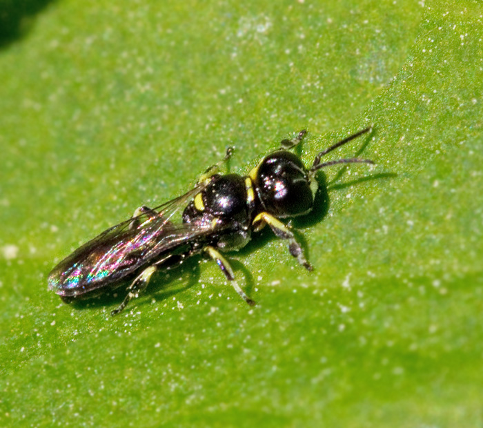 Crossocerus tarsatus.jpg