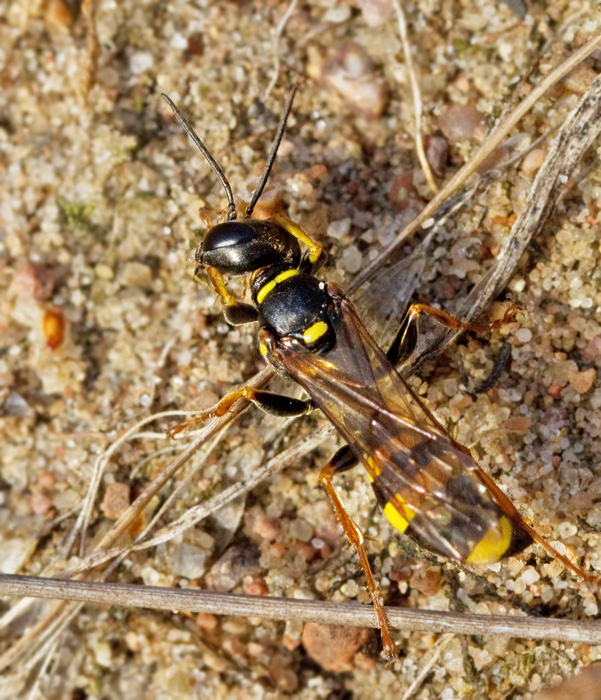 Mellinus arvensis.jpg