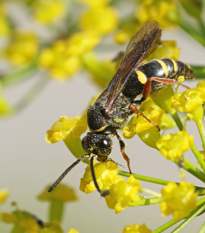 Nysson spinosus.jpg