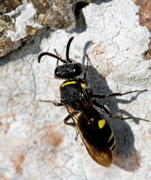 Nysson trimaculatus.jpg