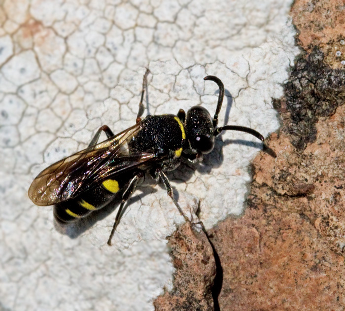 Nysson trimaculatus.jpg