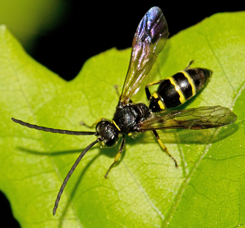 Argogorytes mystaceus.jpg