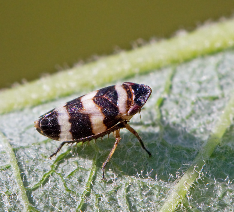 Planaphrodes bifasciatus.jpg