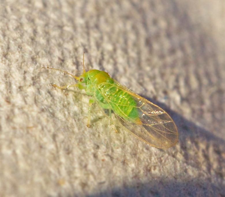 Phyllopsis fraxinicola.jpg