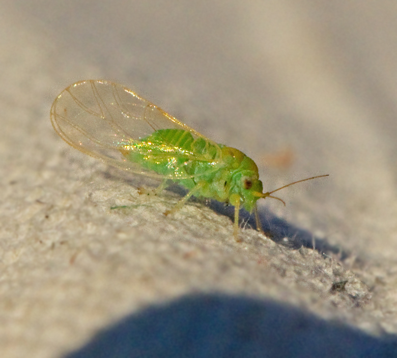 Phyllopsis fraxinicola.jpg