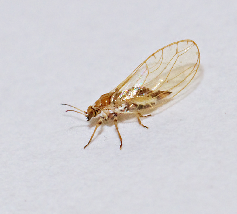 Nsselbladloppa (Trioza urticae).jpg