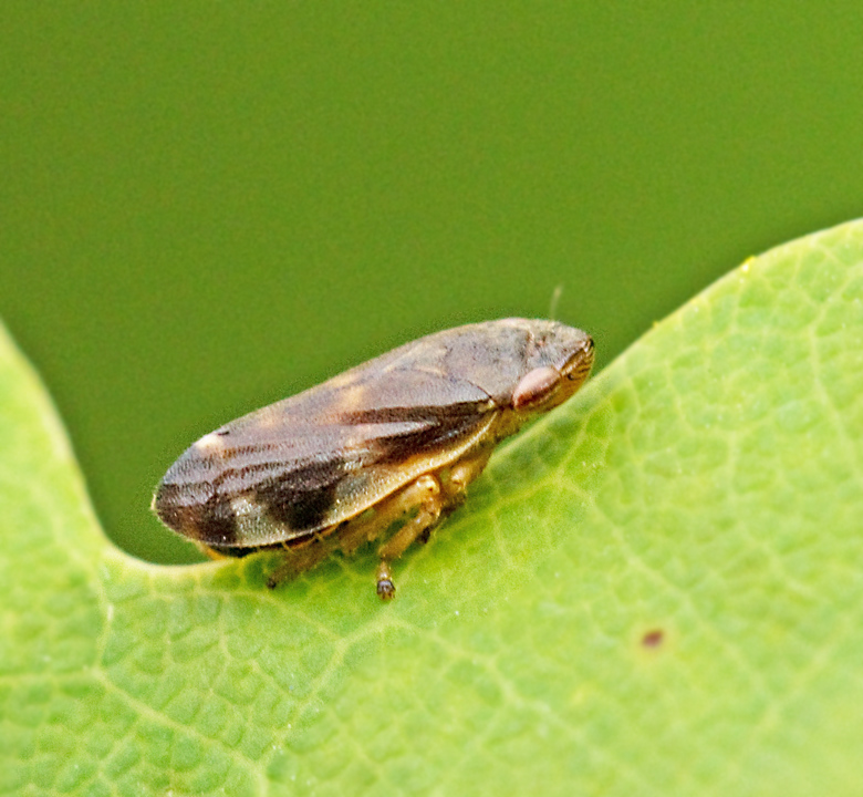 Neophilaenus campestris.jpg