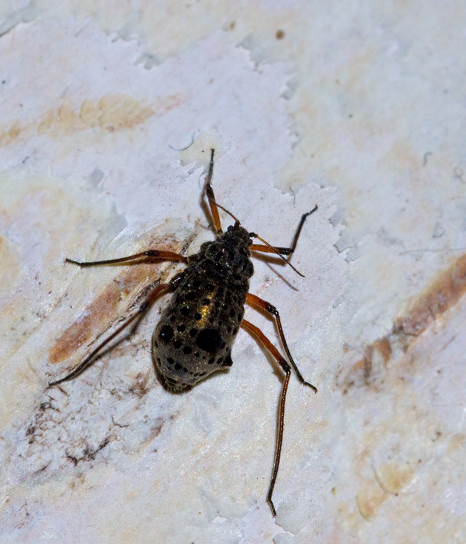 Tuberolachnus salignus.jpg