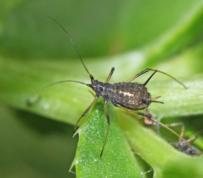 Uroleucon cirsii.jpg