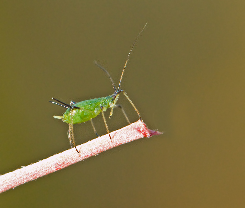 Macrosiphum rosae.jpg