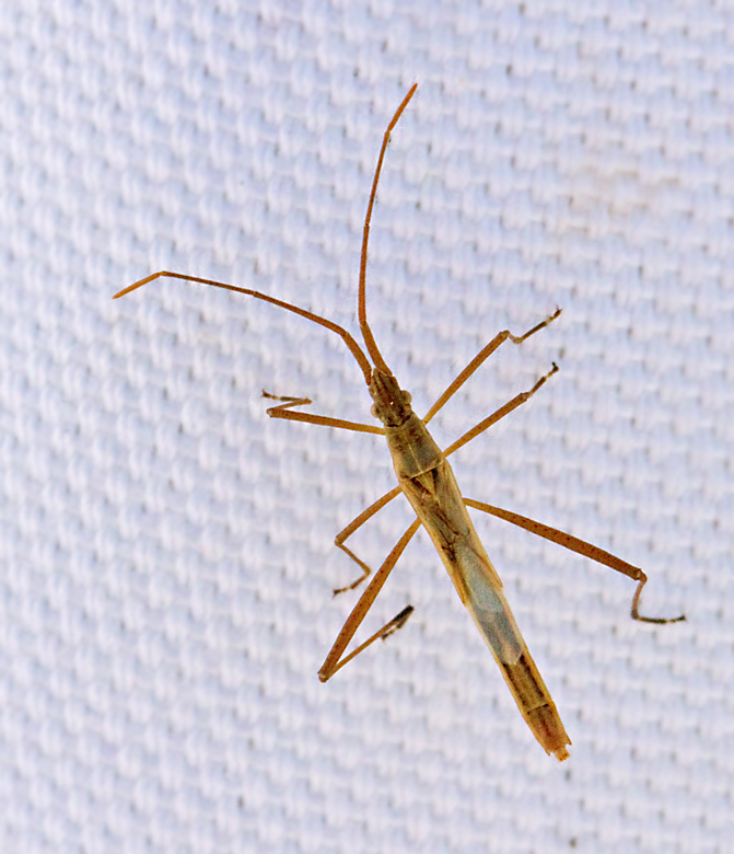 Chlorosoma schillingii.jpg