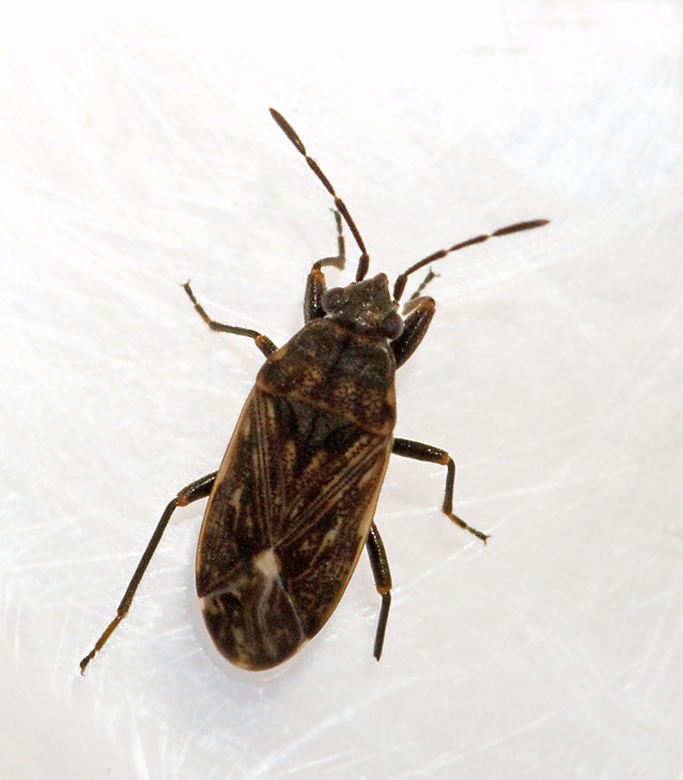 Peritrechus nubilus.jpg