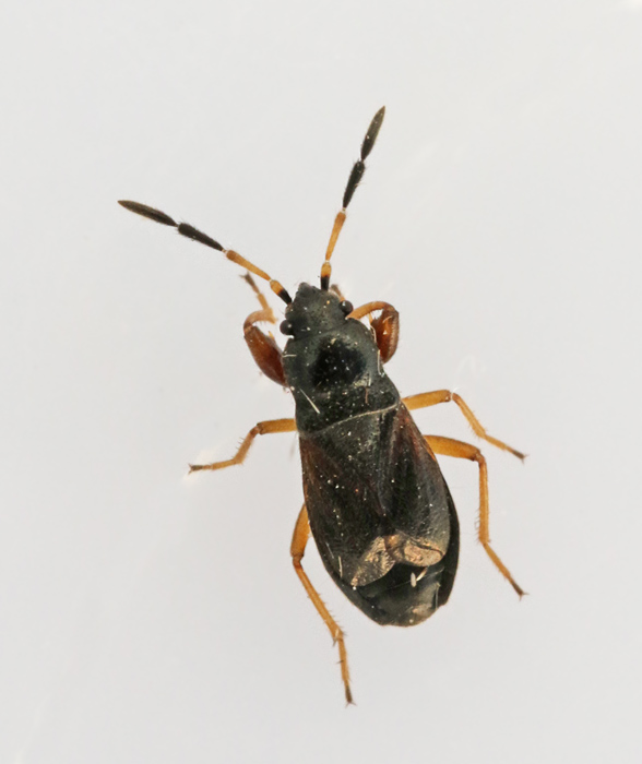 Megalonotus antennatus.jpg