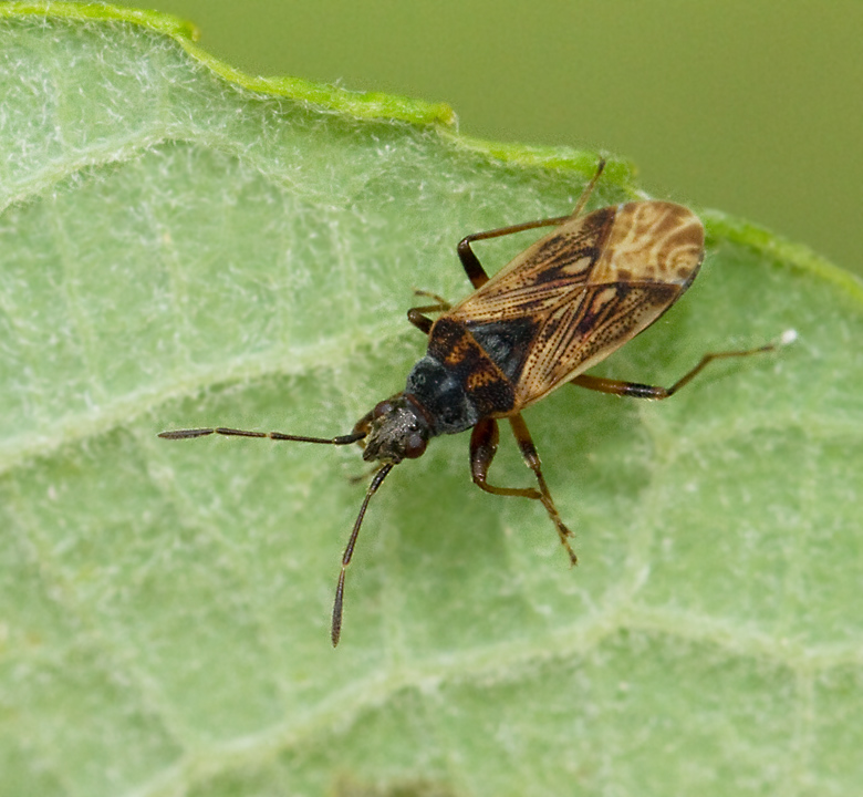 Pachybrachius fracticollis.jpg