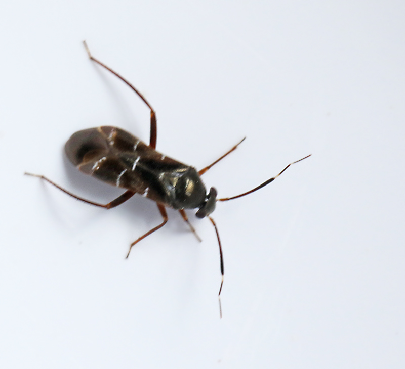 Pilophorus perplexus.jpg