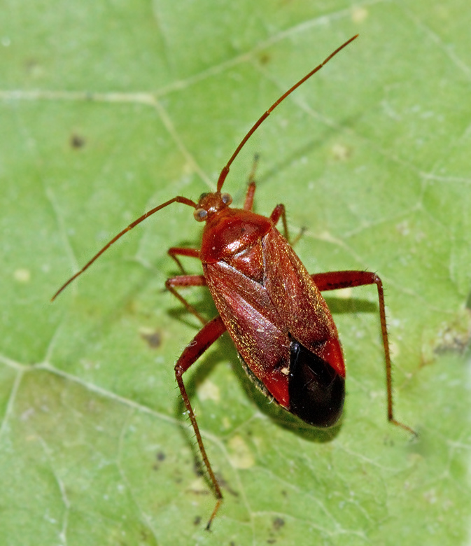 PLANT BUGS, NGSKINNBAGGAR, (Miridae)