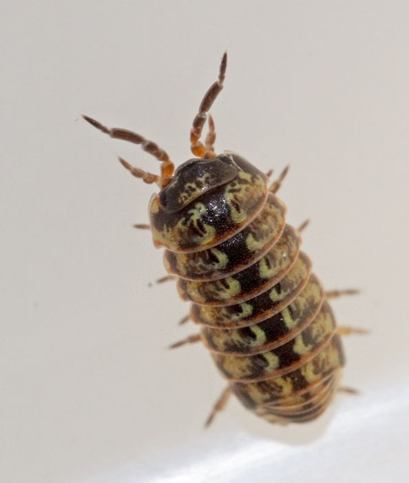 Armadillidium pictum.jpg