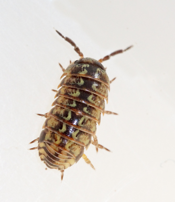 Armadillidium pictum.jpg