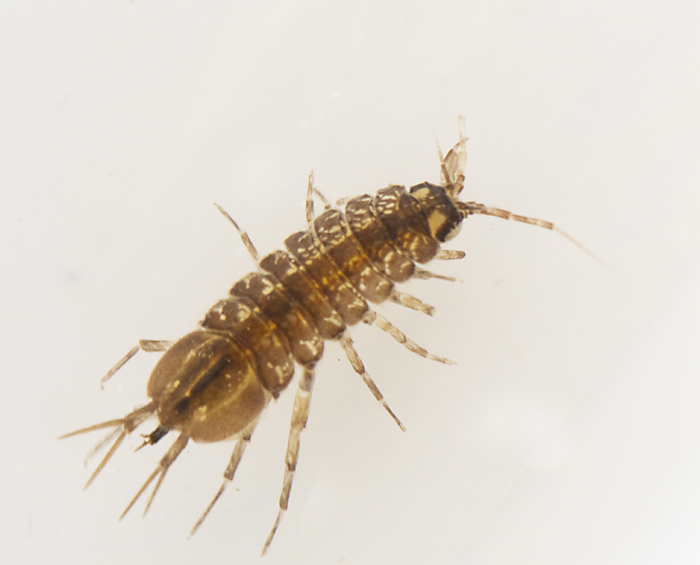 Asellus aquaticus.jpg