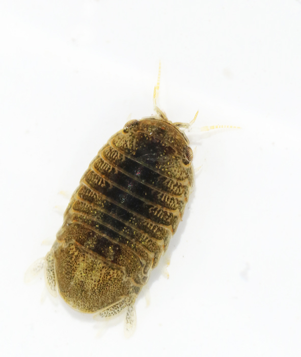 Lekanesphaera rugicauda.jpg