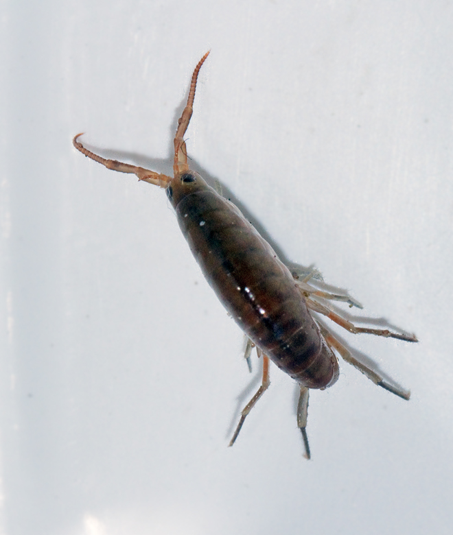 Orchestia gammarellus.jpg