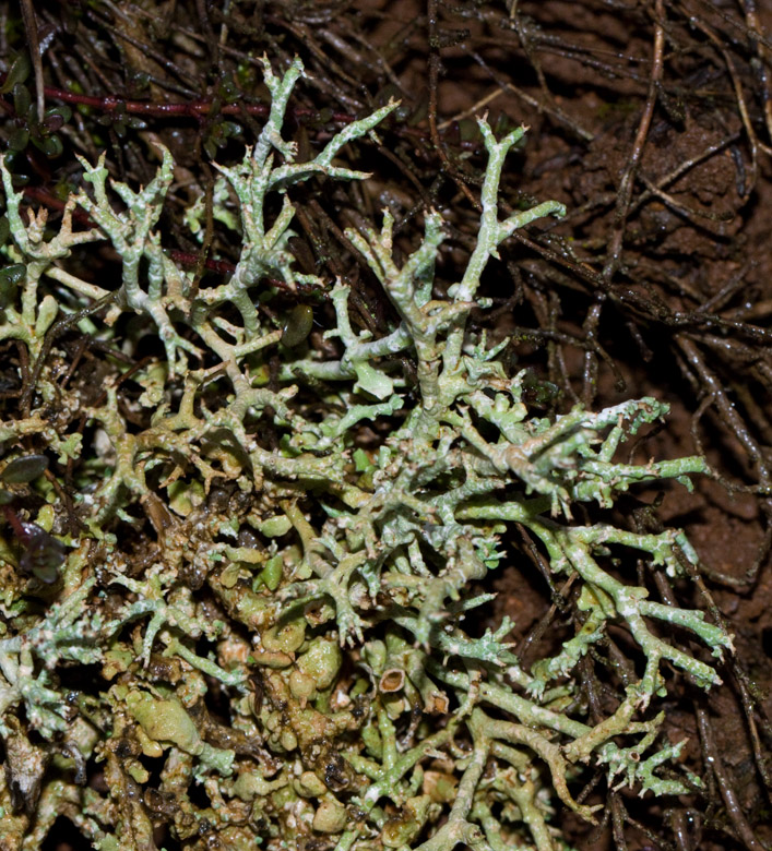 Hedpigglav  (Cladonia zopfii).jpg