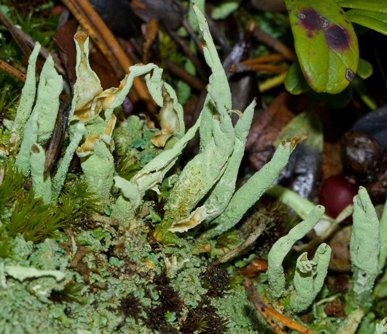 Trasig pslav (Cladonia sulphurina).jpg