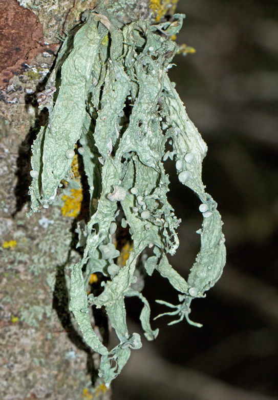 Ramalina fraxinea, Brosklav. jpg