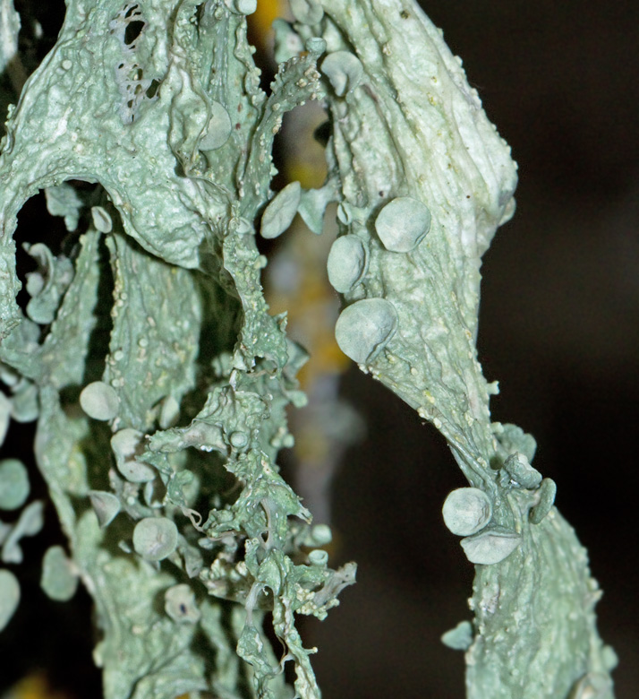 Ramalina fraxinea, Brosklav. jpg