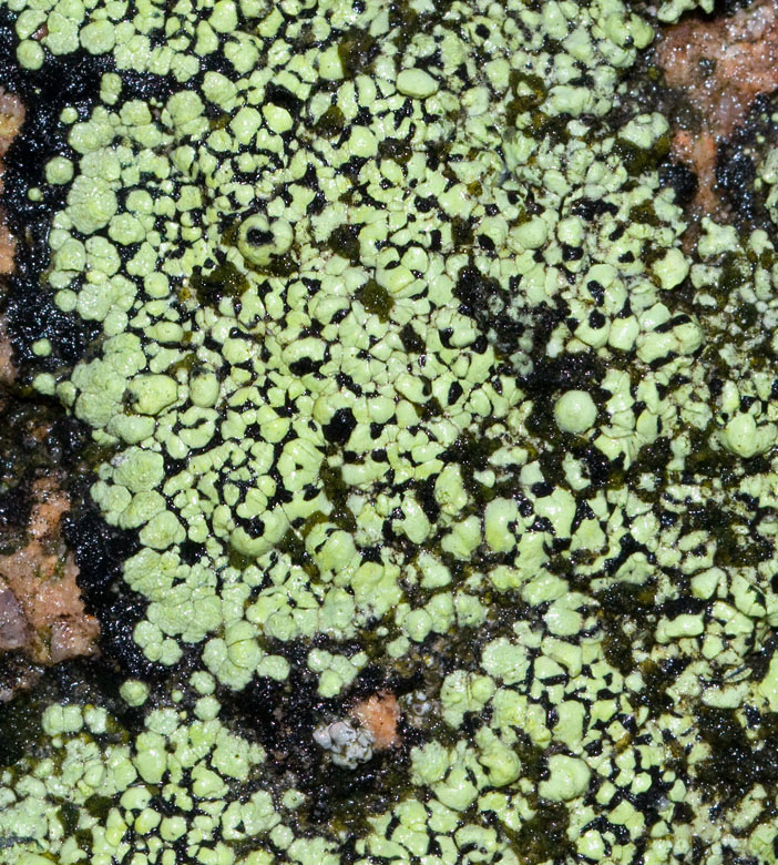 Rhizocarpon geographicum, Kartlav.jpg