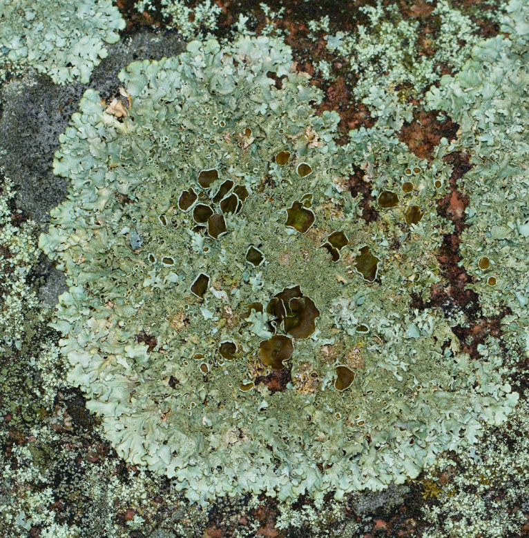 Xanthoparmelia conspersa. Kaklav.jpg