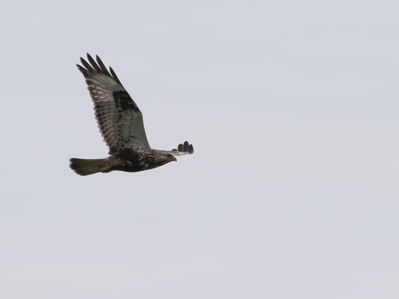 Ruigpootbuizerd / Rough-legged Buzzard / Buteo lagopus