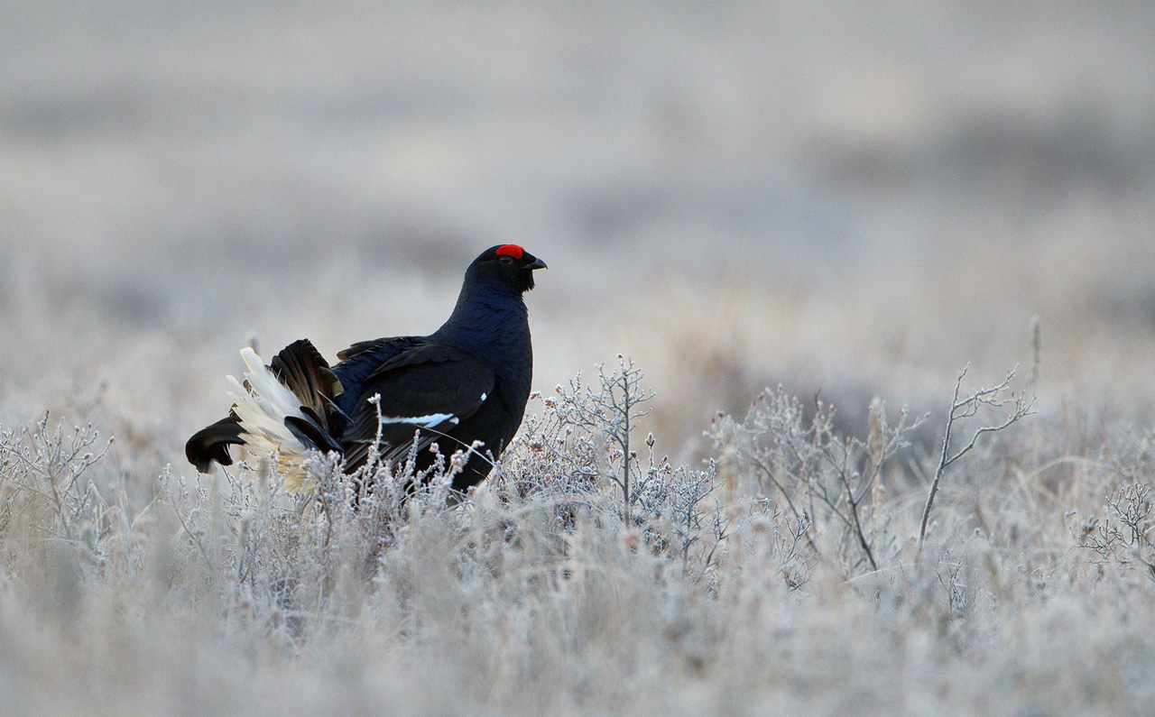 Orre - Black Grouse (Lyrurus tetrix)