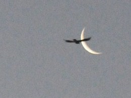 lesser 034lesser.jpg