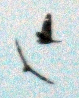 514lesser 143lesser2.jpg