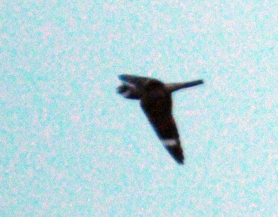 520lesser 061lesser.jpg