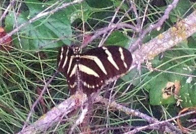 718bbbbbbbbbbb 004zebra2.jpg