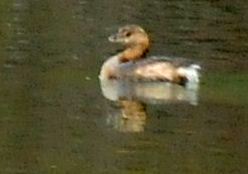 1216cbcNW 218piedbill.jpg
