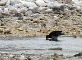 1216cbcNW 302snipe.jpg