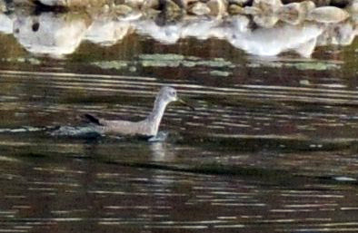1217uvalde202 098greateryellowlegs4.jpg