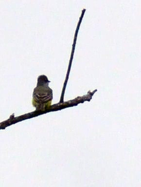 418cooks 072ashthroatedflycatcher.jpg
