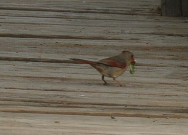 429cooks 004cardinal.jpg