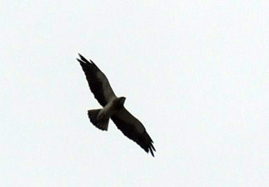 430yard 010swainson.jpg