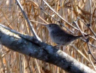 1224uvaldecountySE_247wren.jpg