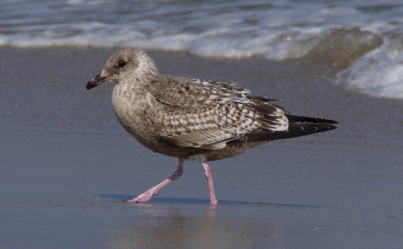 Slaty-backed Gull / Skiffertrut (Larus schistisagus)