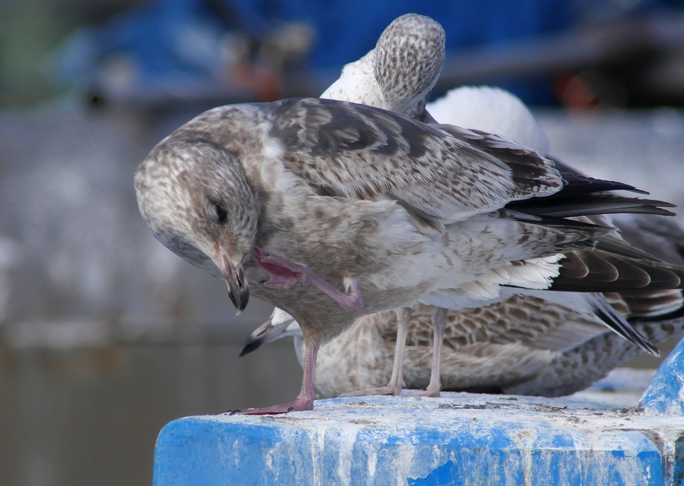 Slaty-backed Gull / Skiffertrut (Larus schistisagus)