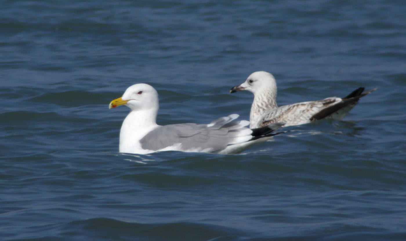 Mongolian Gull / Mongoltrut (Larus mongolicus)