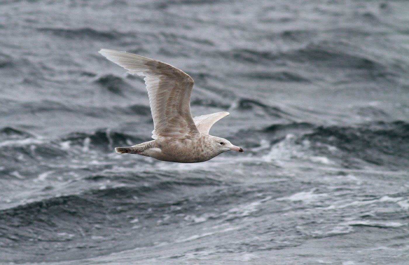 Glaucous Gull / Vittrut (Larus hyperboreus)