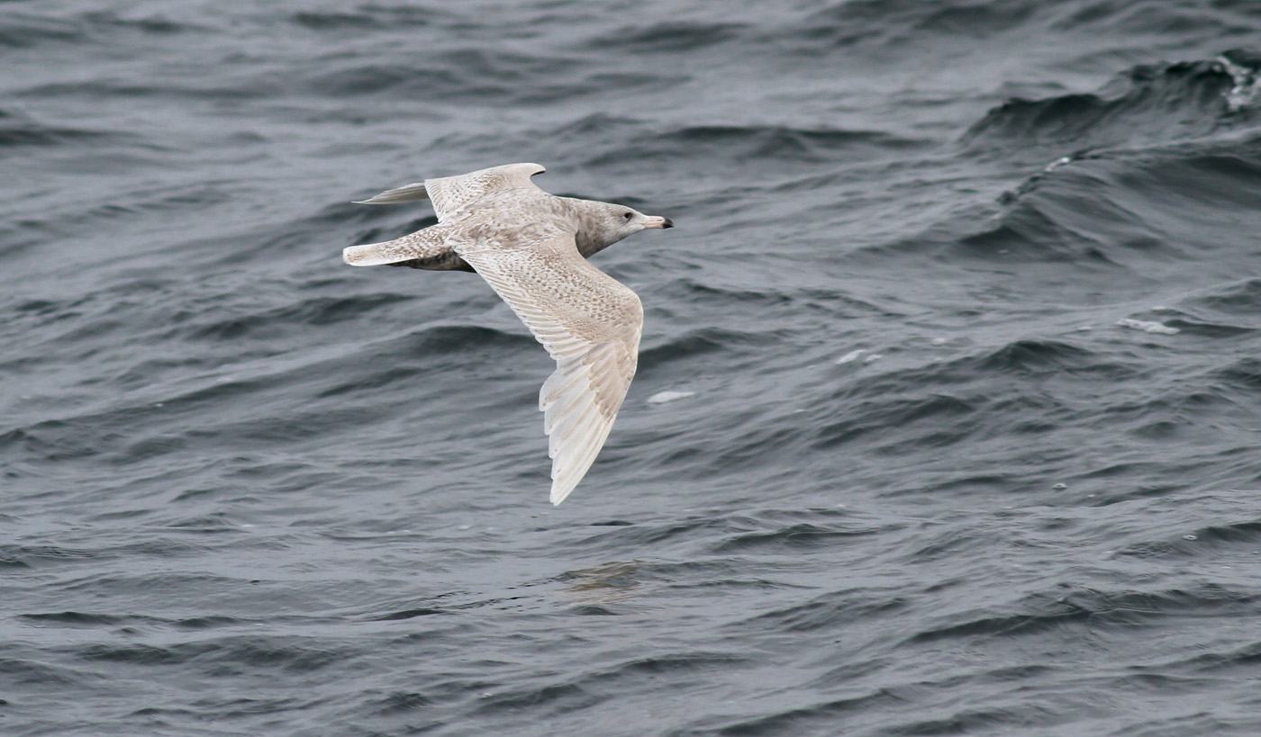Glaucous Gull / Vittrut (Larus hyperboreus)
